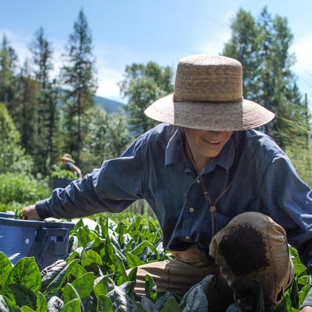 Beth from Tipiland harvesting vegetables