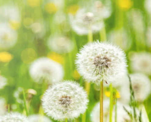 A Dandelion field.